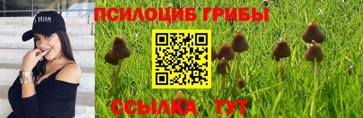 Сланцы  наркота  Галлюциногенные грибы Psilocybine cubensis  Вход с VPN  Галлюциногенные грибы GOLDEN TEACHER 